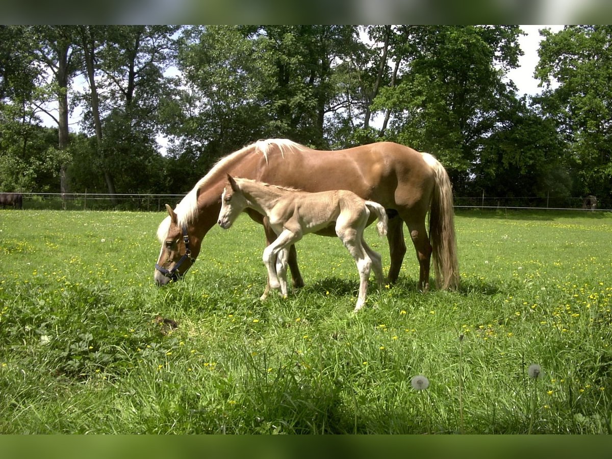 Haflinger / Avelignese Castrone 3 Anni 157 cm in Aurich