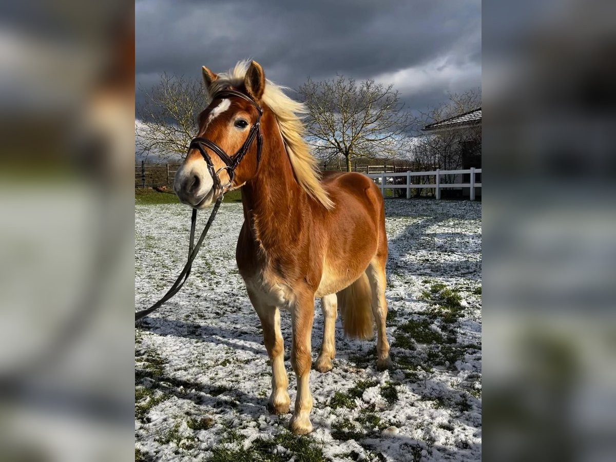 Haflinger / Avelignese Castrone 4 Anni 145 cm Sauro in Neuwied