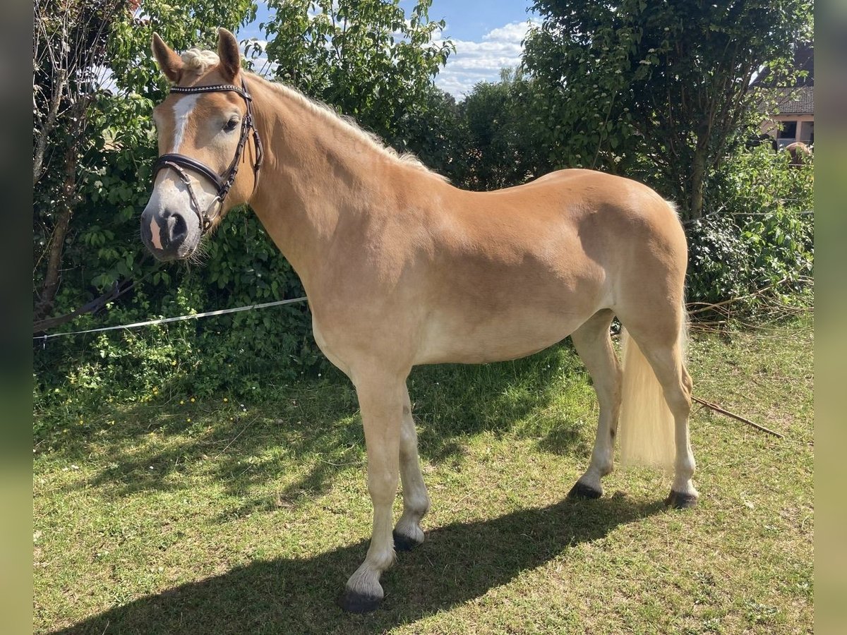 Haflinger / Avelignese Castrone 4 Anni 148 cm in Freystadt