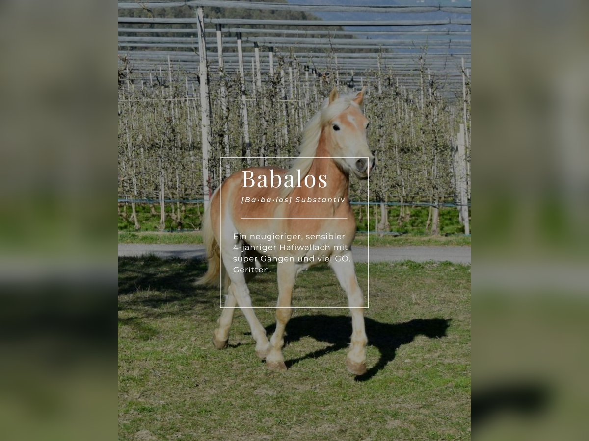 Haflinger / Avelignese Castrone 4 Anni 151 cm in Nauders