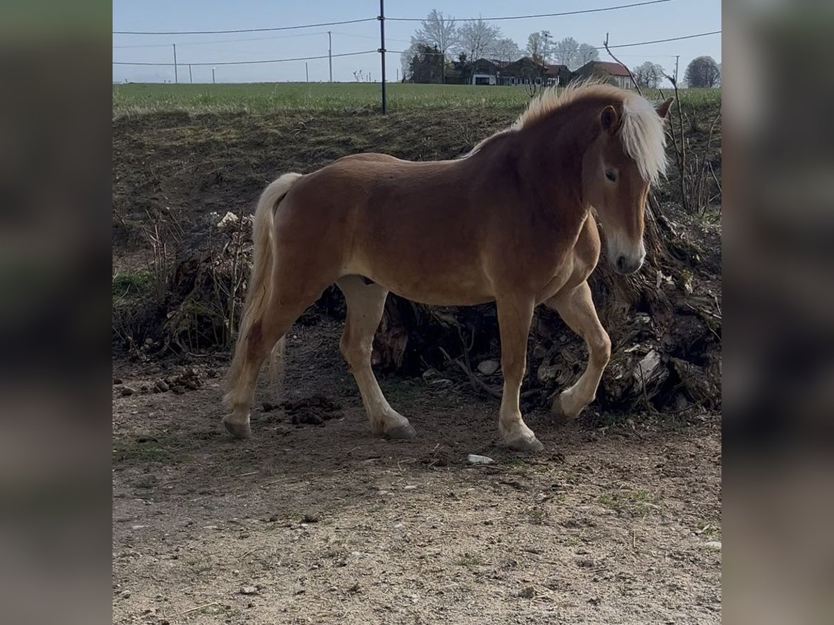 Haflinger / Avelignese Castrone 5 Anni 154 cm Baio chiaro in Halsbach, Kreis Altötting