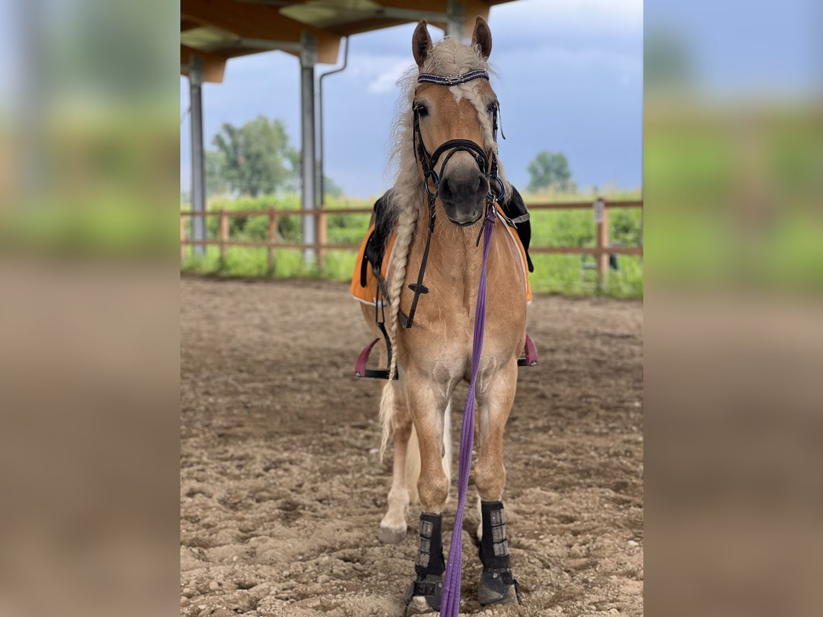 Haflinger / Avelignese Castrone 6 Anni 147 cm in Abbiategrasso