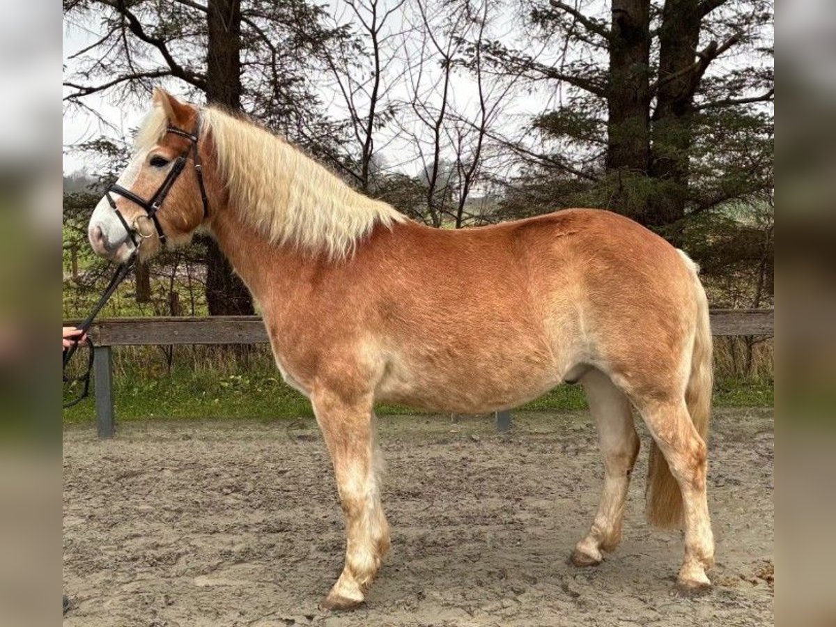 Haflinger / Avelignese Castrone 7 Anni 154 cm Sauro in S&#xFC;derl&#xFC;gum