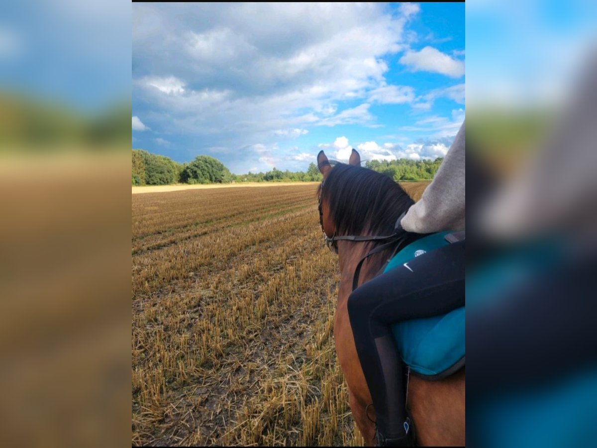 Haflinger / Avelignese Mix Giumenta 10 Anni 145 cm Baio in Gnarrenburg