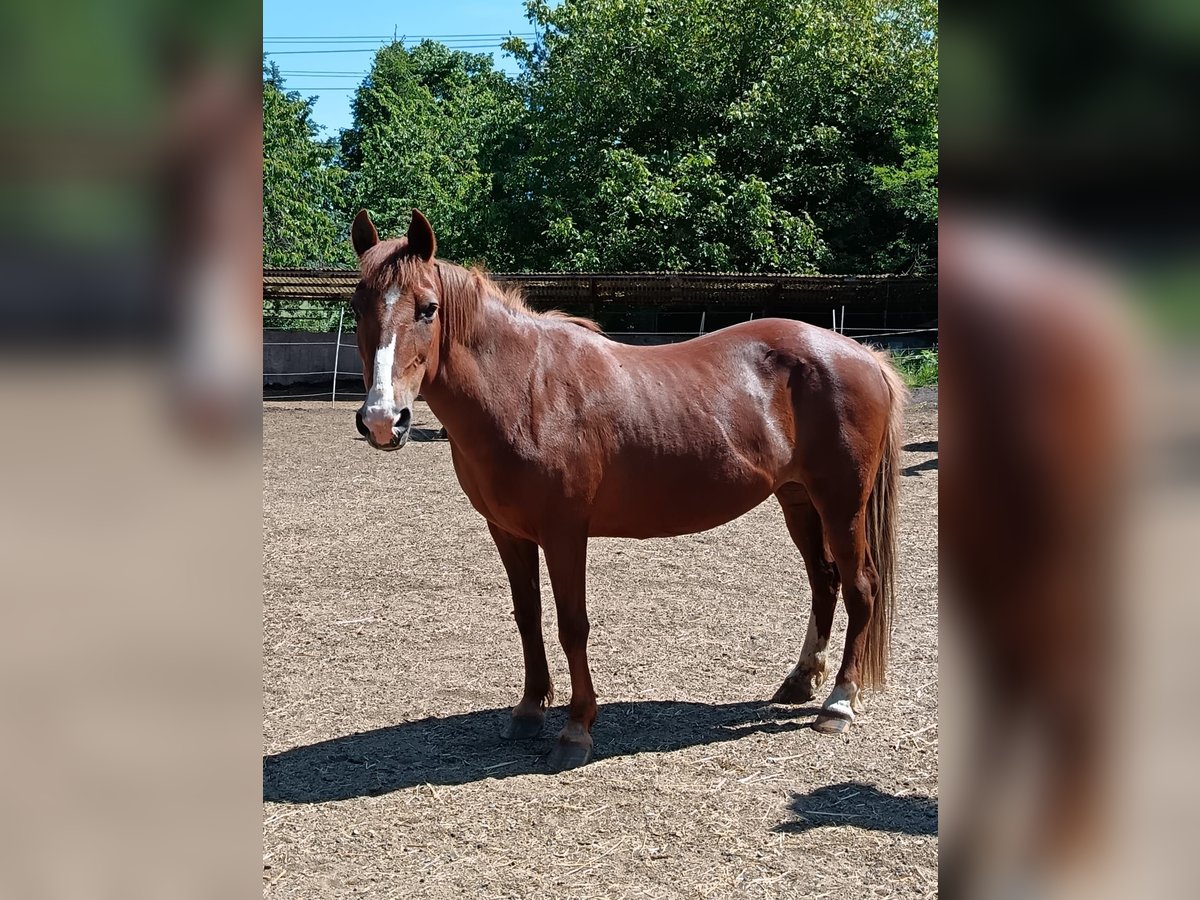Haflinger / Avelignese Mix Giumenta 13 Anni 138 cm Sauro in Kaiserslautern Haflinger / Avelignese Mix Giumenta 13 Anni 138 cm Sauro in Kaiserslautern