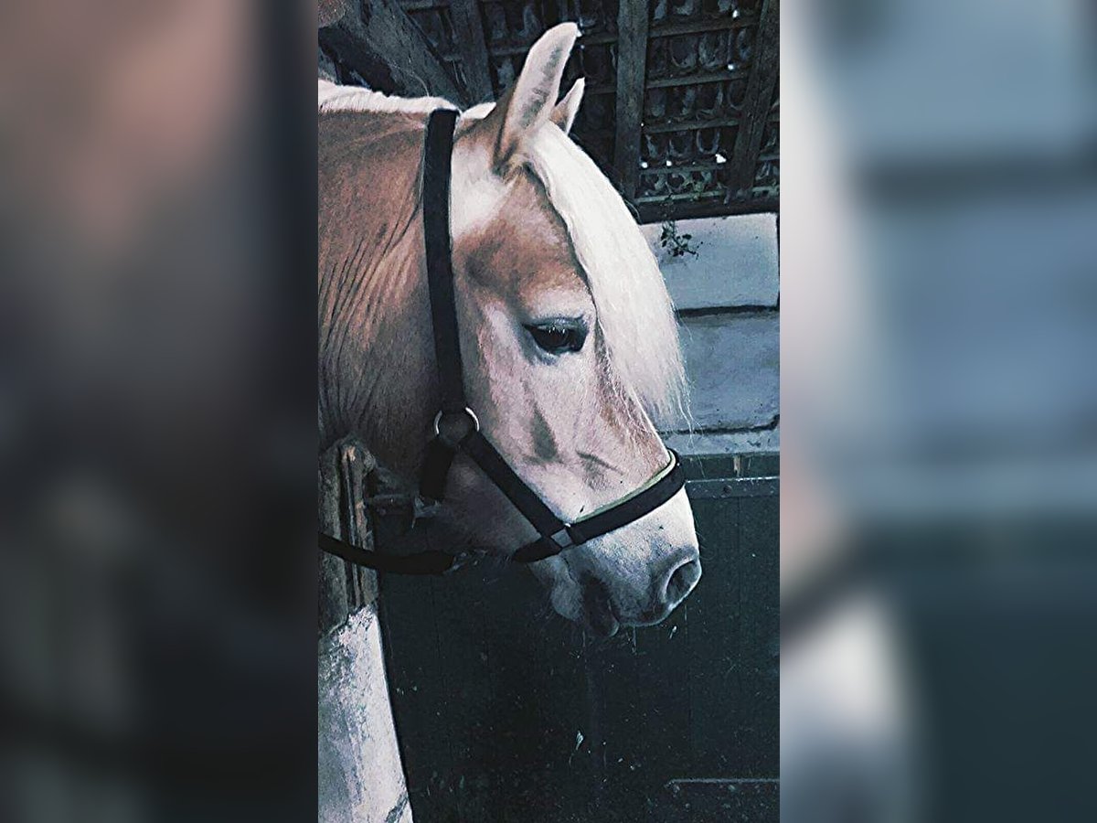 Haflinger / Avelignese Giumenta 13 Anni 147 cm in Hamminkeln