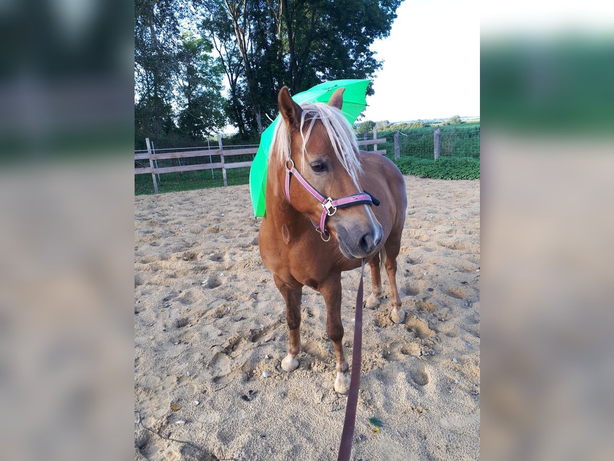 Haflinger / Avelignese Mix Giumenta 14 Anni 141 cm Sauro in Glocksin
