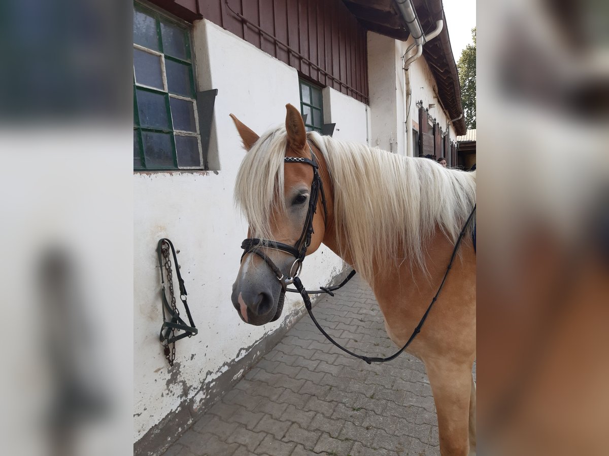 Haflinger / Avelignese Giumenta 15 Anni 150 cm Sauro in Rheinm&#xFC;nster