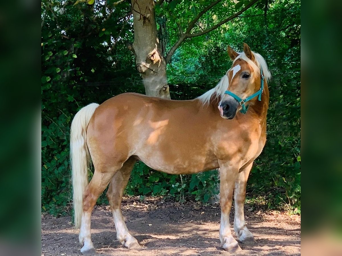 Haflinger / Avelignese Giumenta 18 Anni 147 cm Sauro in M&#xFC;nster