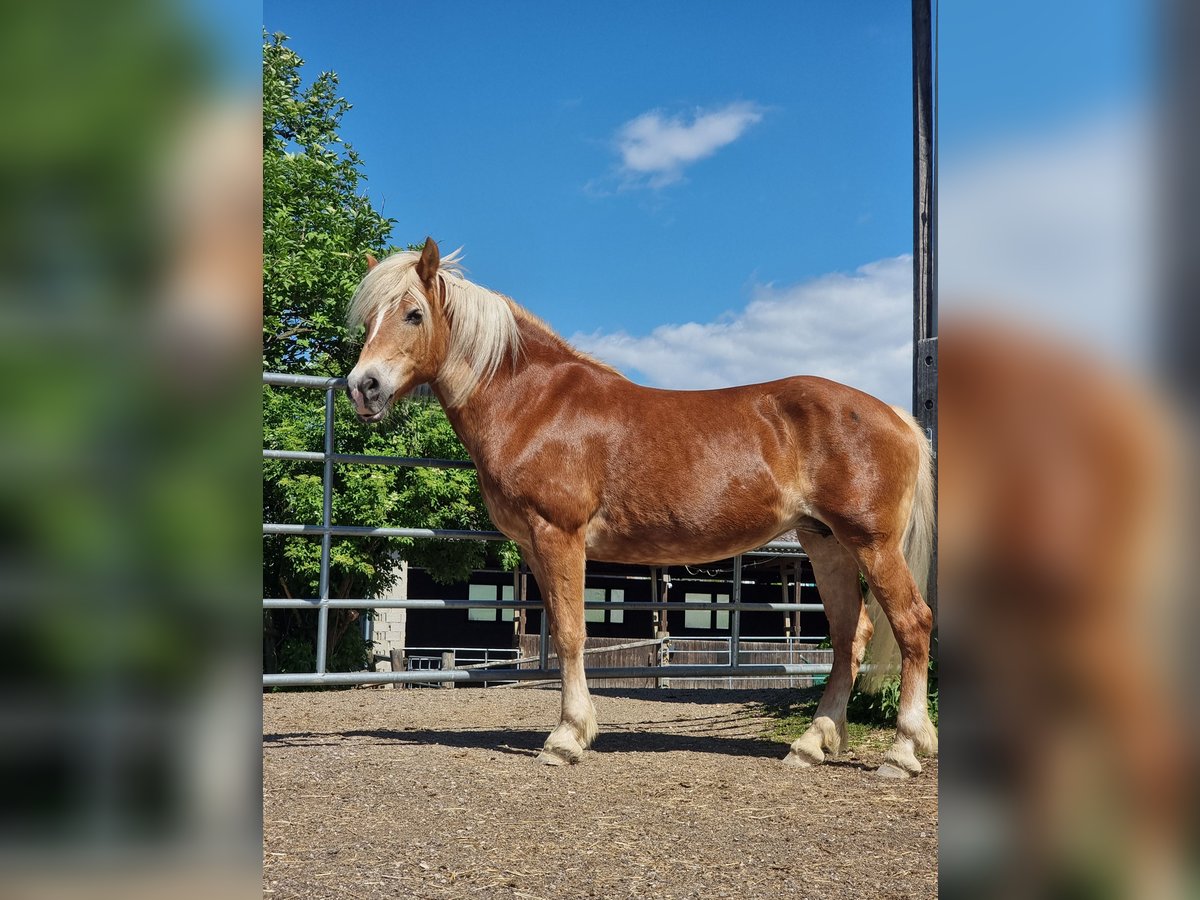 Haflinger / Avelignese Giumenta 19 Anni 150 cm Sauro ciliegia in Baumgartenberg