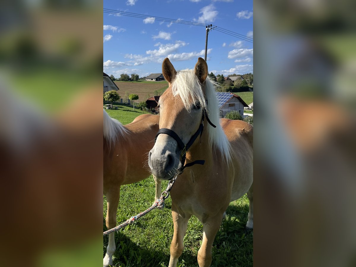 Haflinger / Avelignese Giumenta 1 Anno 130 cm Sauro in Veliki Gaber