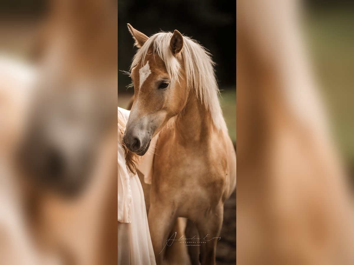 Haflinger / Avelignese Giumenta 1 Anno 143 cm Sauro in Welle