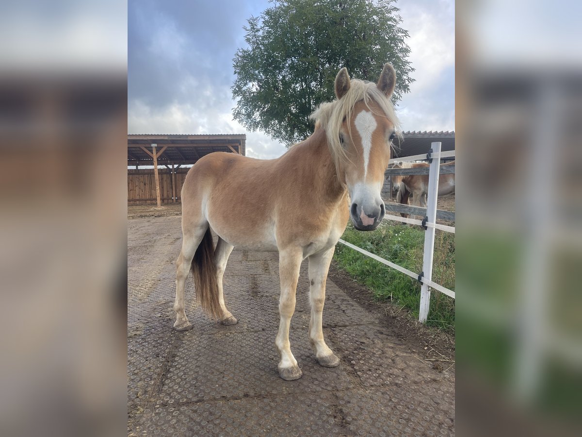 Haflinger / Avelignese Giumenta 2 Anni 149 cm in Sch&#xF6;nhagen