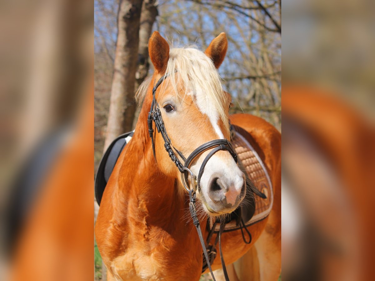 Haflinger / Avelignese Giumenta 3 Anni 146 cm Sauro in Engelsbrand