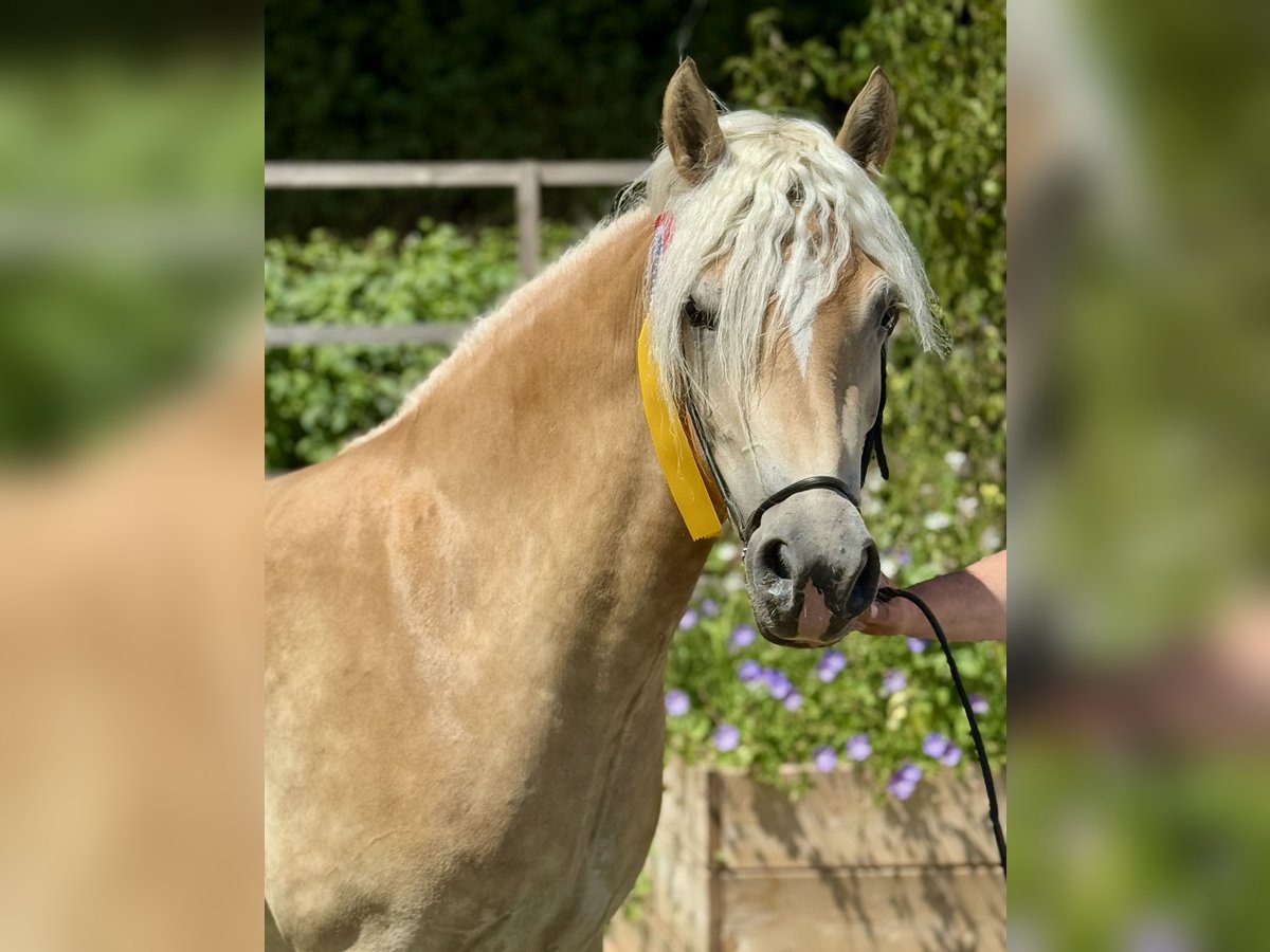 Haflinger / Avelignese Giumenta 3 Anni 147 cm Palomino in Saarbr&#xFC;cken