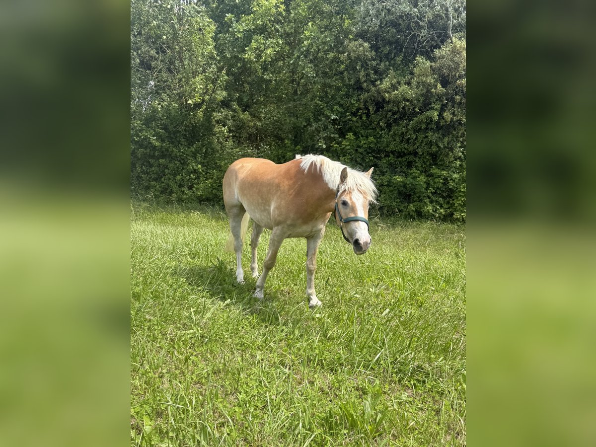 Haflinger / Avelignese Giumenta 3 Anni 148 cm in Oberw&#xF6;lz