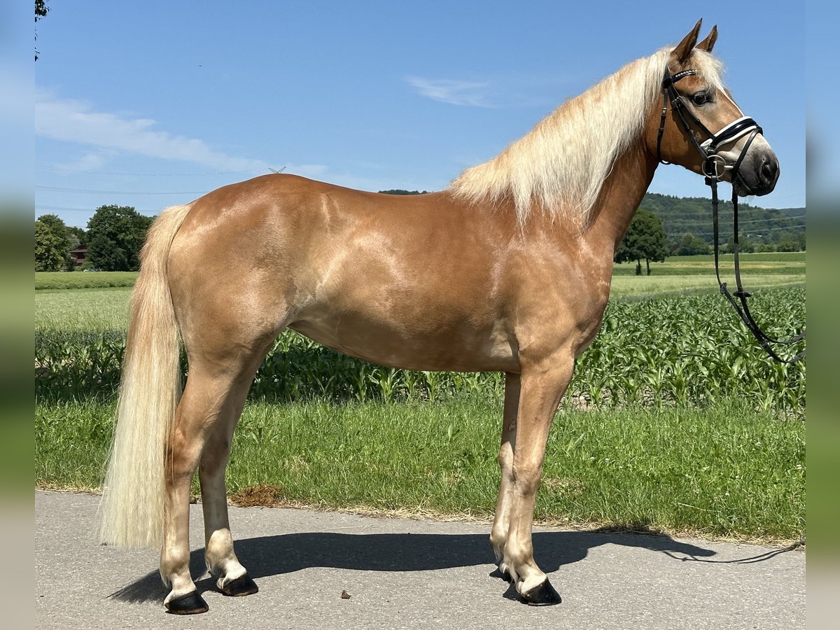 Haflinger / Avelignese Giumenta 3 Anni 154 cm Sauro in Riedlingen