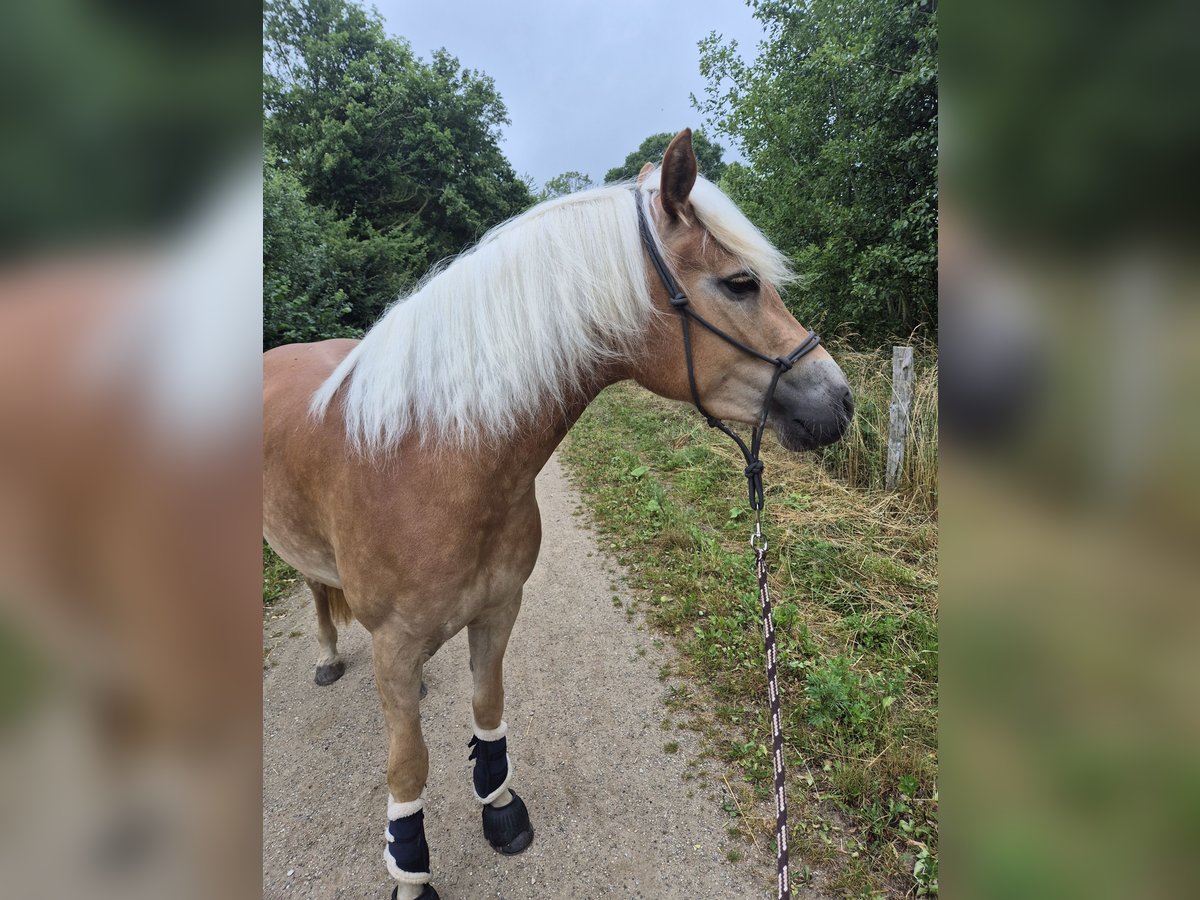 Haflinger / Avelignese Giumenta 3 Anni 155 cm Sauro in Kellenhusen