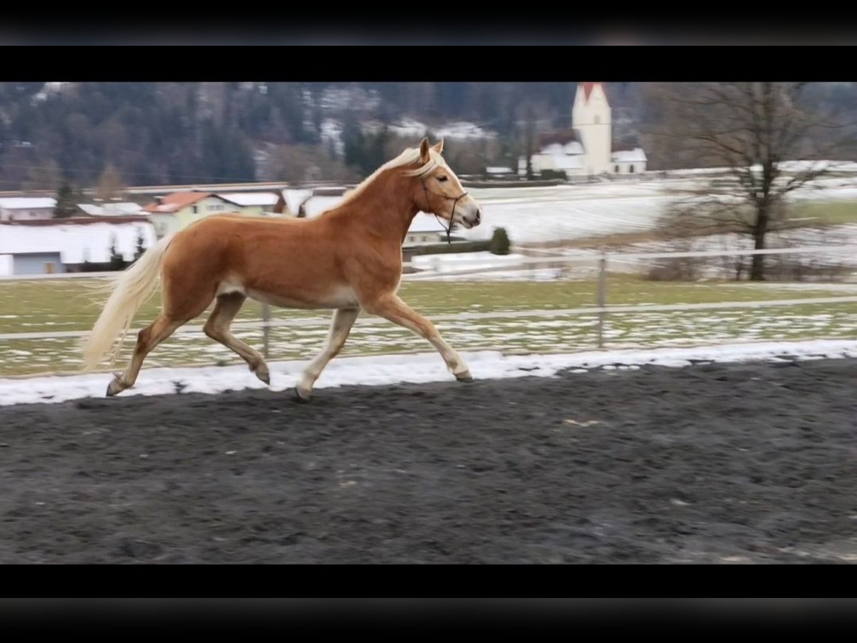 Haflinger / Avelignese Giumenta 3 Anni 155 cm Sauro in Th&#xF6;rl Maglern