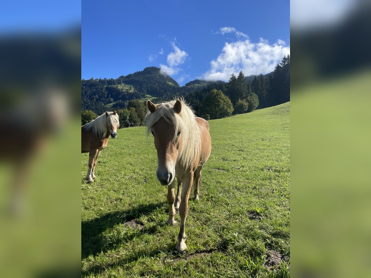 Haflinger / Avelignese Giumenta 3 Anni Sauro in Itter