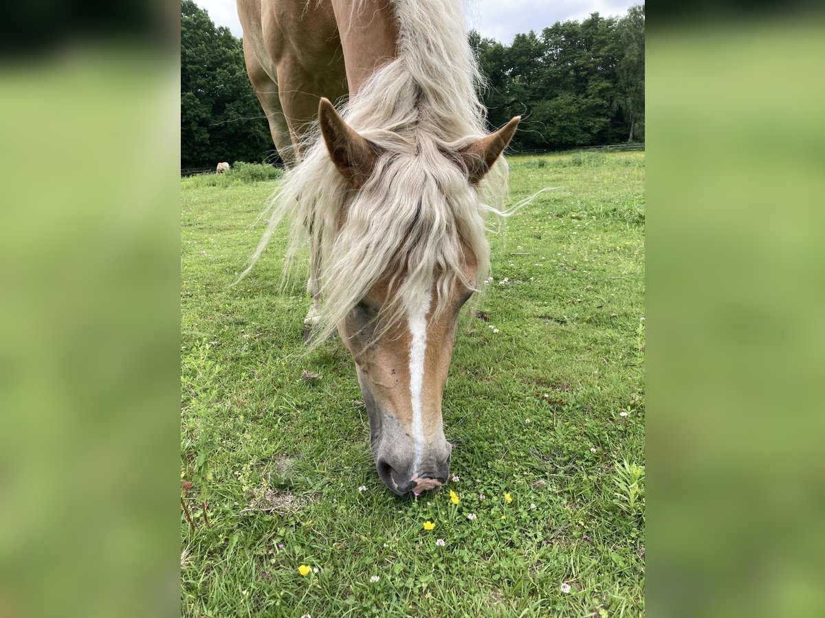 Haflinger / Avelignese Giumenta 4 Anni 146 cm Sauro in Hamburg Rahlstedt
