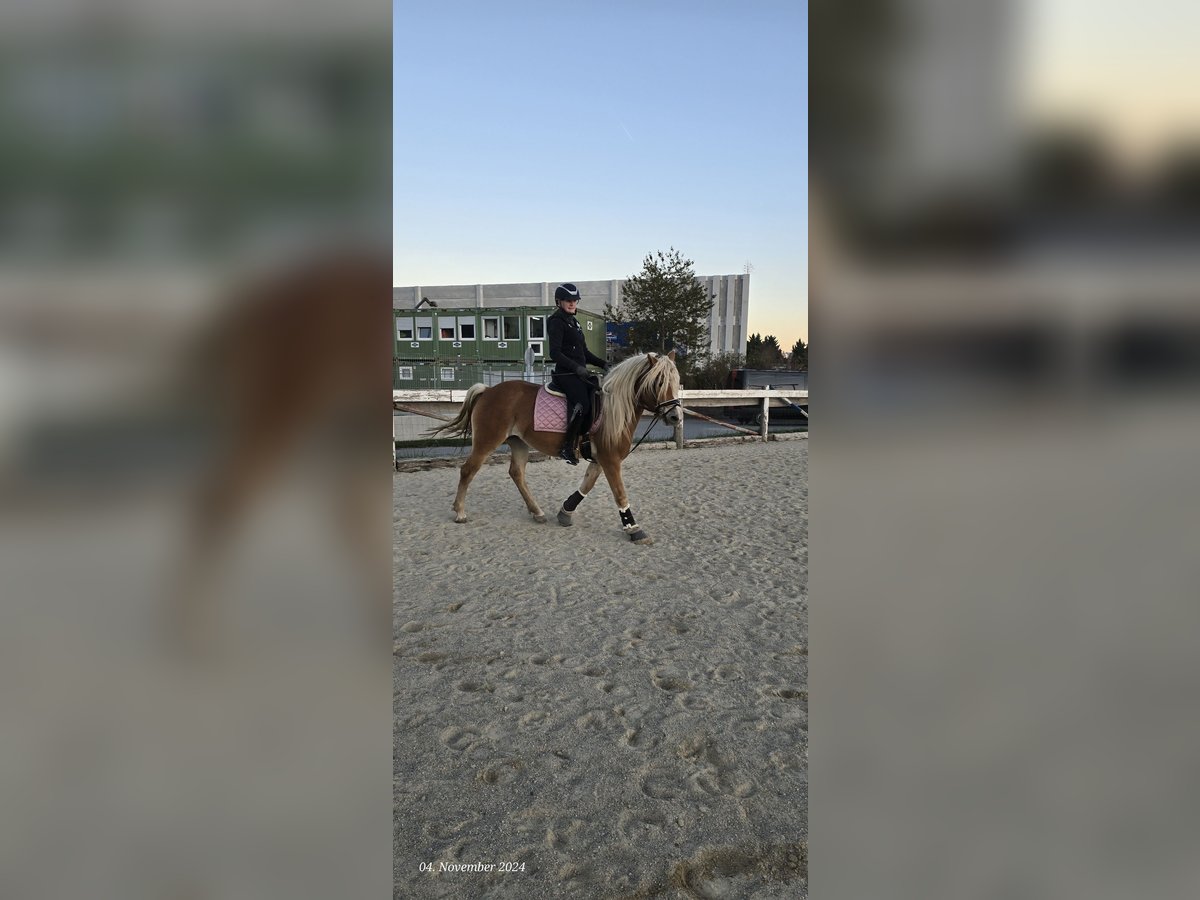 Haflinger / Avelignese Giumenta 4 Anni 150 cm Sauro ciliegia in Gumpoldskircheng