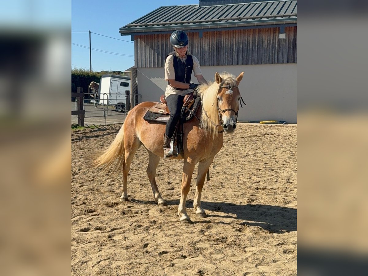 Haflinger / Avelignese Giumenta 4 Anni 151 cm Sauro in Daleiden