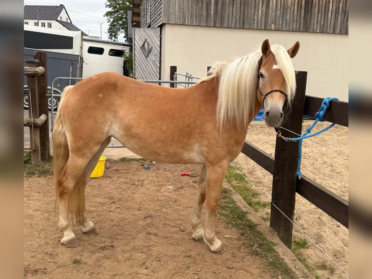 Haflinger / Avelignese Giumenta 4 Anni 152 cm Sauro in Daleiden