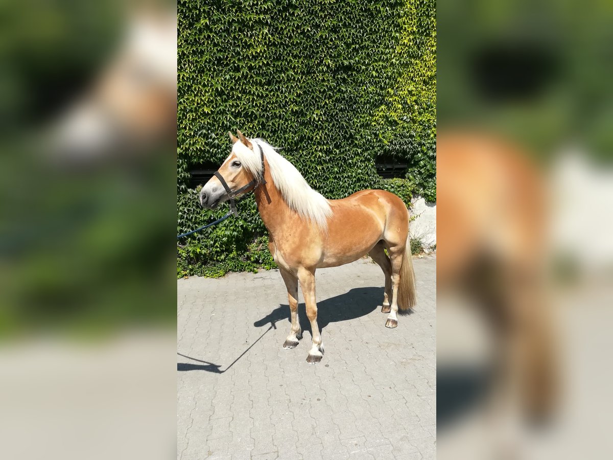 Haflinger / Avelignese Giumenta 5 Anni 154 cm Sauro in Tecklenburg