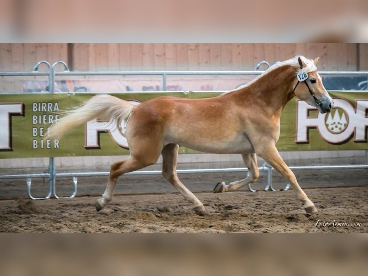 Haflinger / Avelignese Giumenta 9 Anni 152 cm Sauro in M&#xFC;hlbach