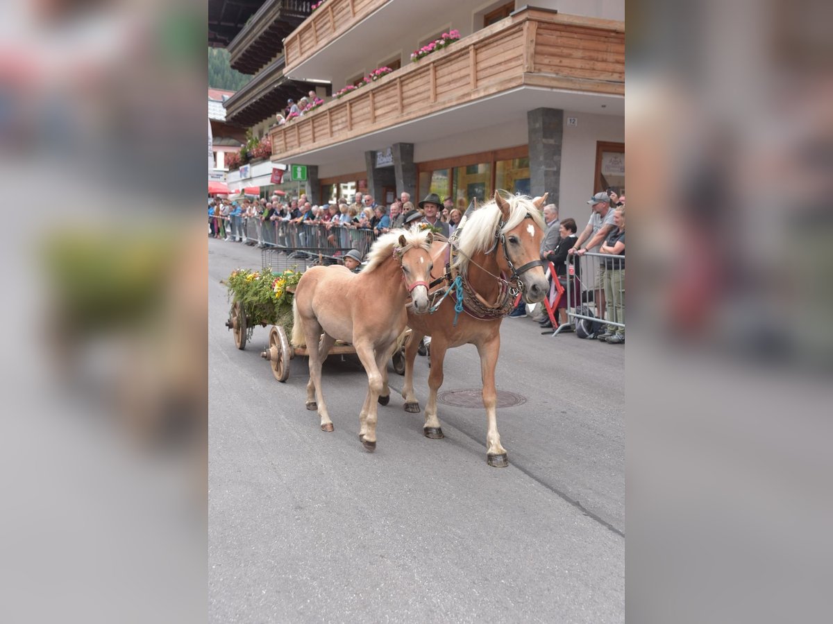 Haflinger / Avelignese Giumenta Puledri (04/2025) Sauro in Radstadt