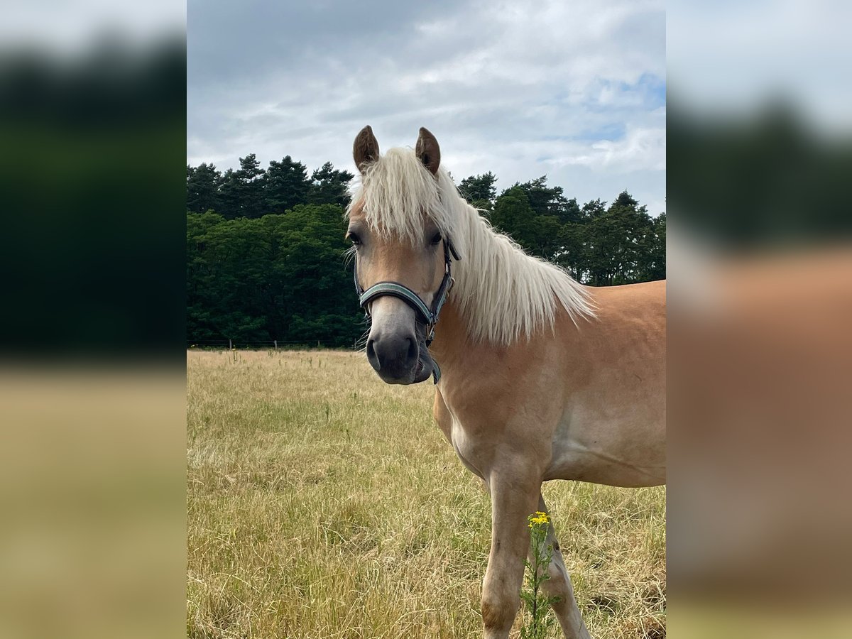 Haflinger / Avelignese Stallone 1 Anno 150 cm in Suhlendorf