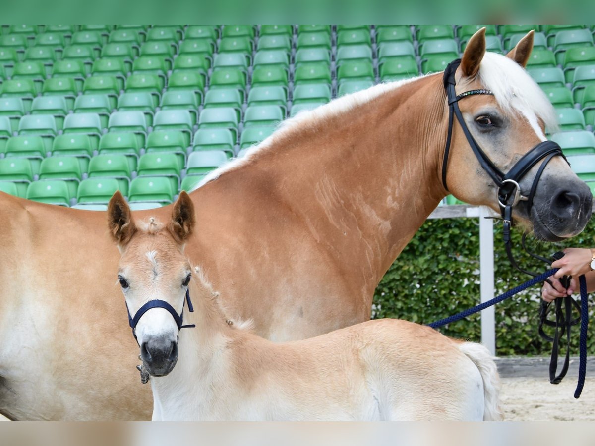 Haflinger / Avelignese Stallone 1 Anno Sauro in Falkenberg/Elster