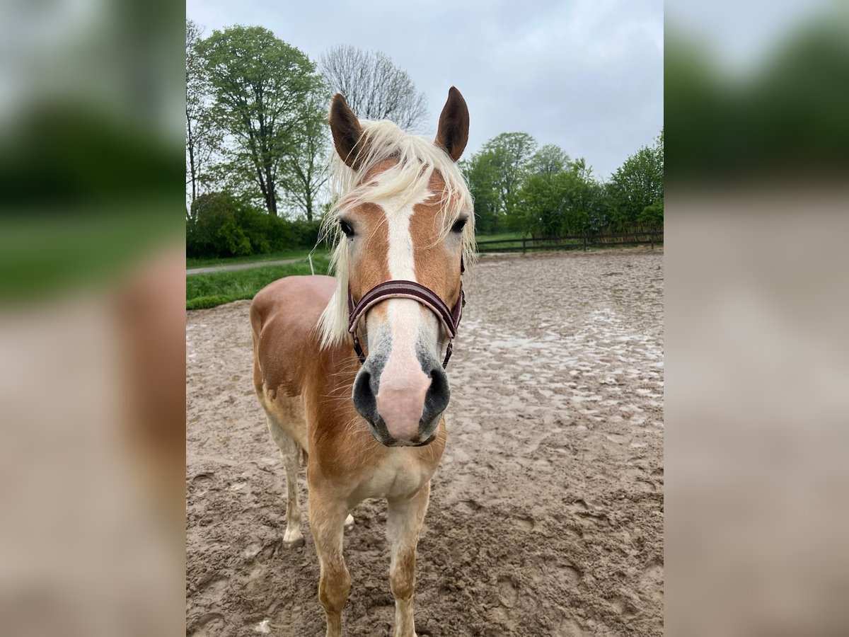 Haflinger / Avelignese Stallone 3 Anni 149 cm in Angeren