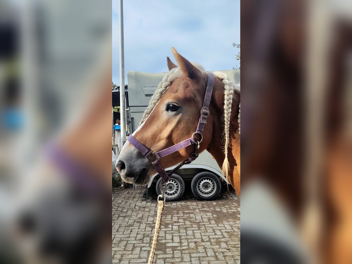 Haflinger / Avelignese Stallone 4 Anni 149 cm Sauro in Niederzier