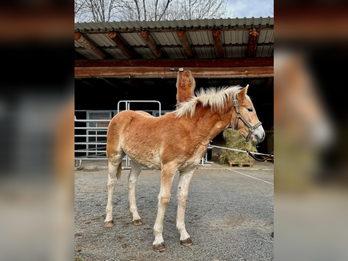 Haflinger / Avelignese Stallone Puledri (04/2025) 135 cm Sauro in Dellach