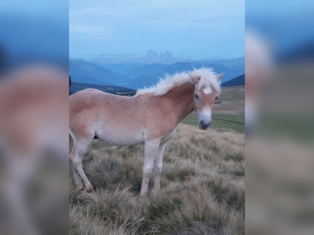Haflinger / Avelignese Stallone Puledri (03/2025) 145 cm Sauro in Witten