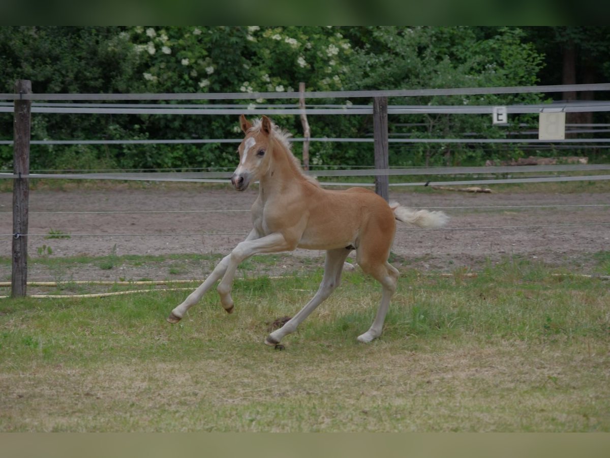 Haflinger / Avelignese Stallone  152 cm in Wellerlooi