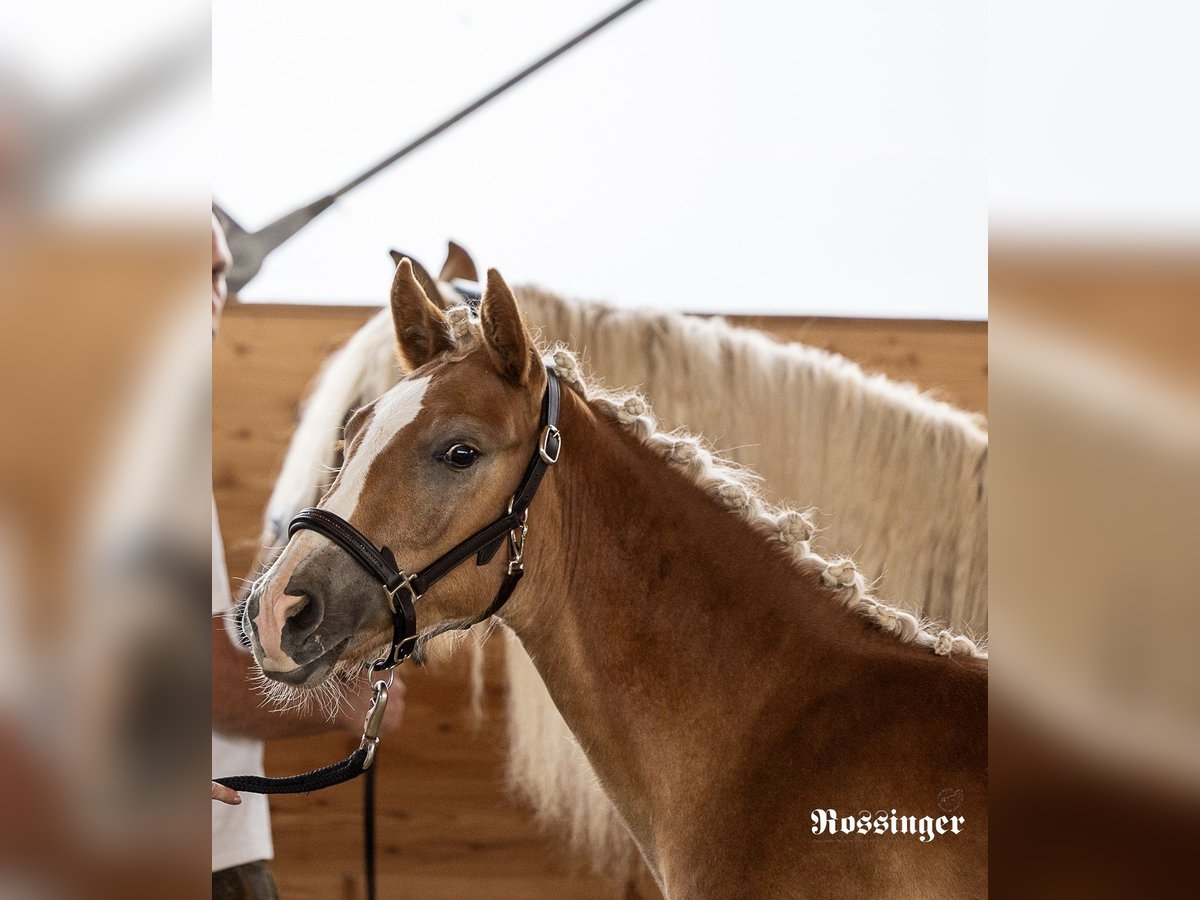 Haflinger / Avelignese Stallone Puledri (03/2025) Sauro in Sankt Martin am Tennengebirge