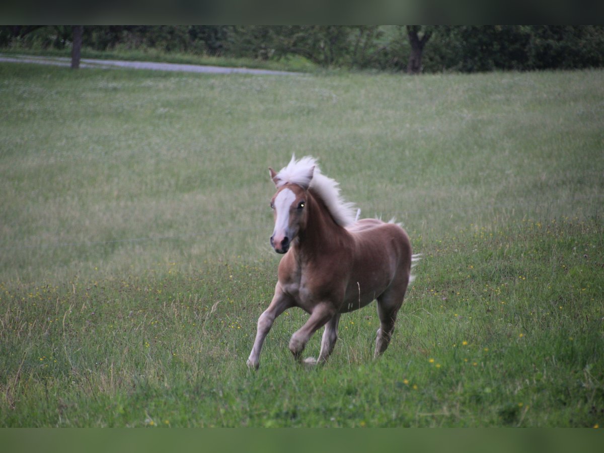 Haflinger / Avelignese Stallone Puledri (02/2025) Sauro ciliegia in Krottendorf - Gaisfeld