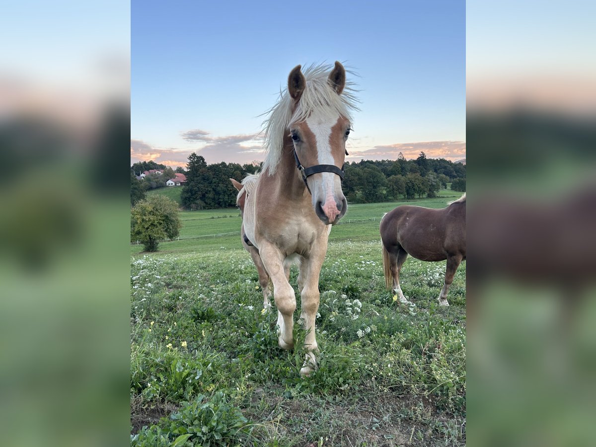 Haflinger / Avelignese Stallone Puledri (01/2025) Sauro scuro in Postojna