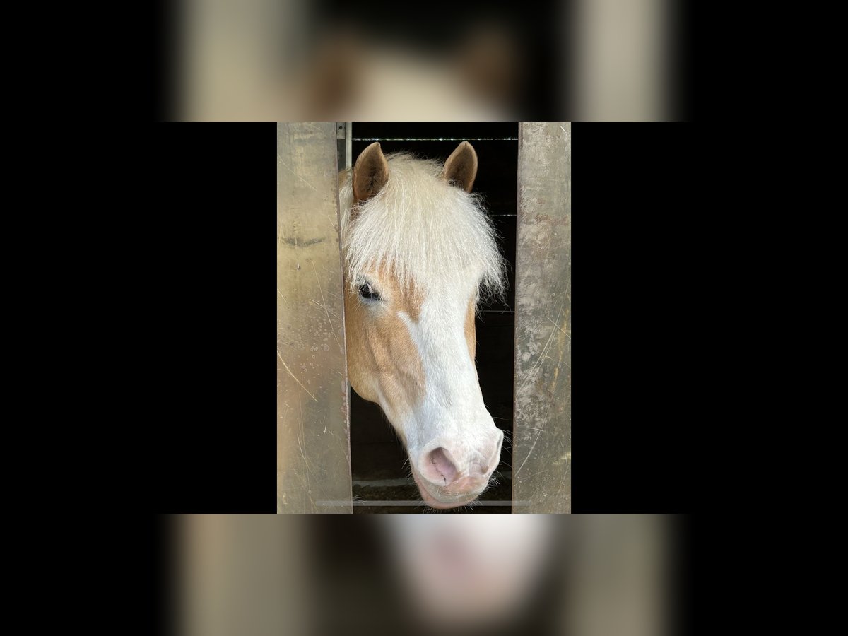 Haflinger Caballo castrado 10 años 143 cm in Wedemark