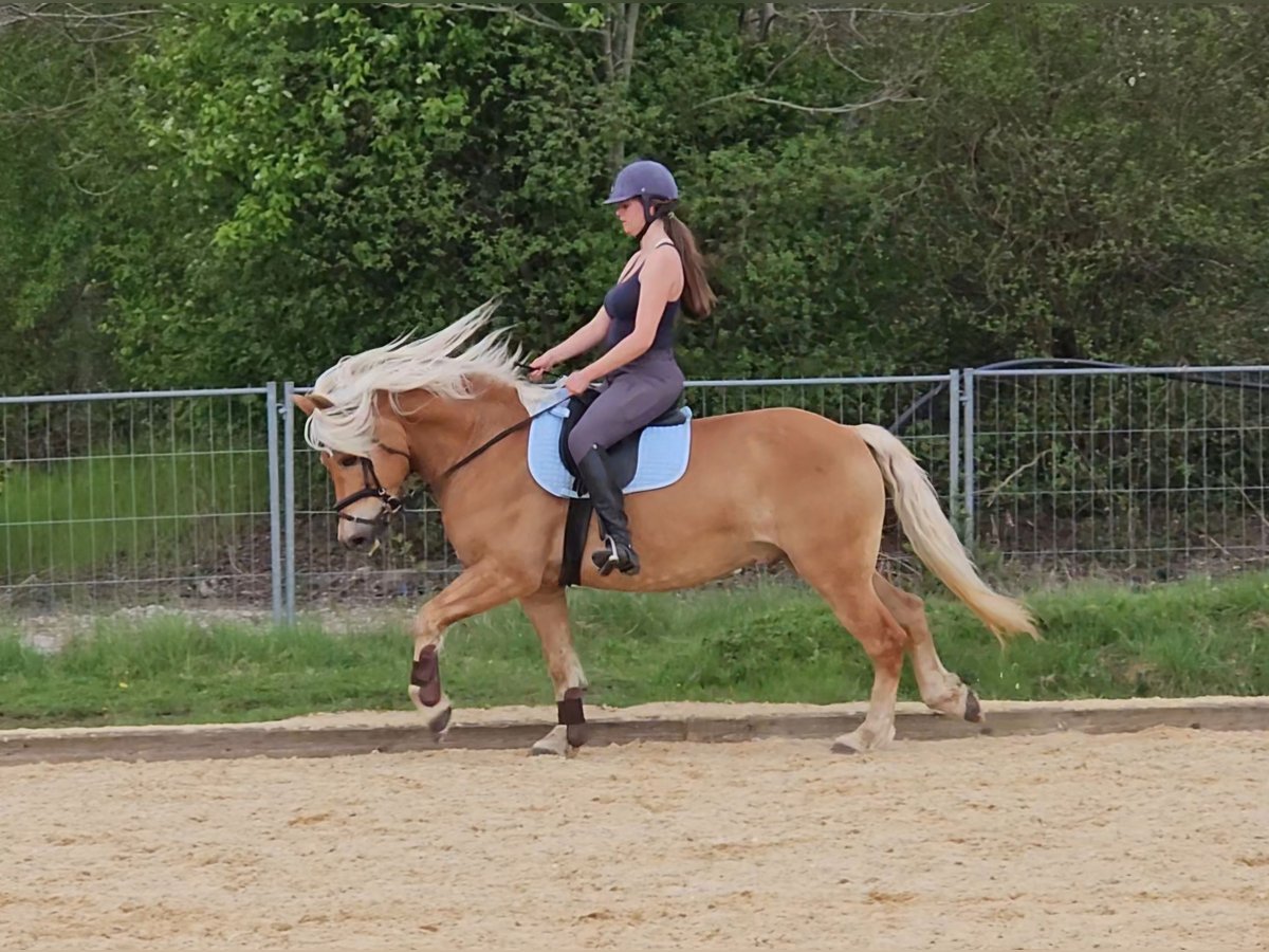 Haflinger Caballo castrado 10 años 148 cm Alazán in München