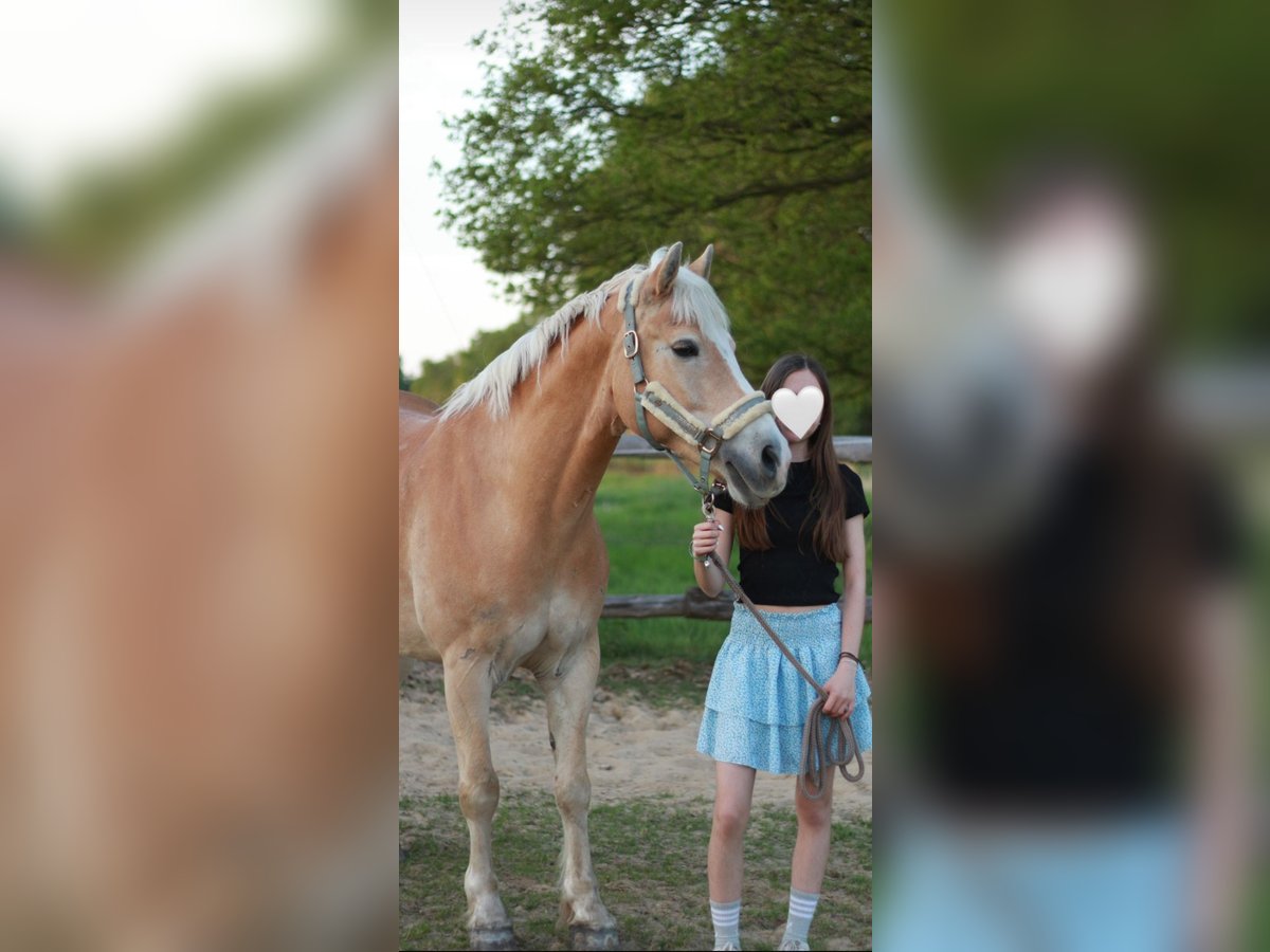 Haflinger Mestizo Caballo castrado 11 años 149 cm Bayo in Brest