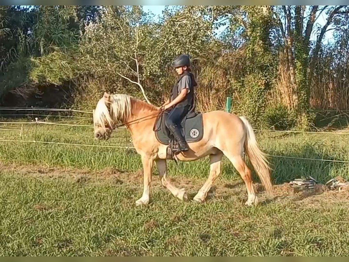 Haflinger Caballo castrado 12 años 148 cm Alazán rojizo in Salon-de-Provence