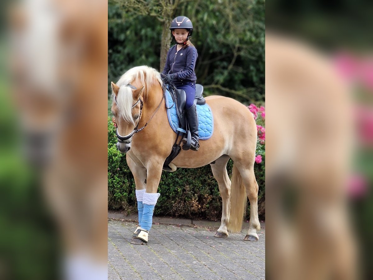 Haflinger Caballo castrado 12 años 152 cm Alazán in Warendorf