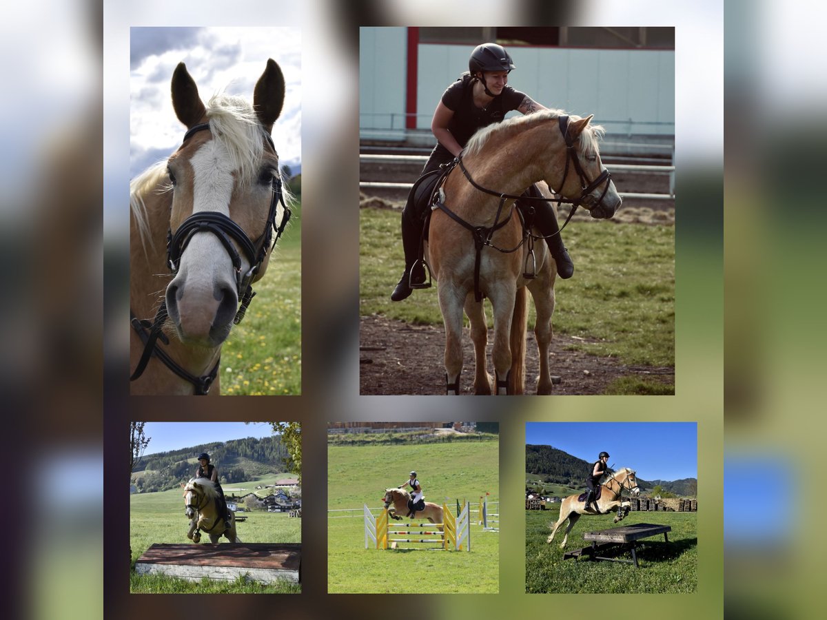 Haflinger Caballo castrado 12 años in Leoben