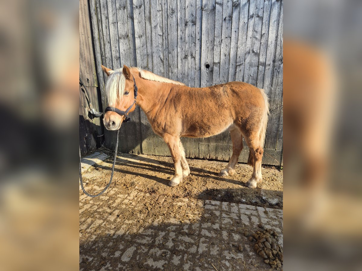 Haflinger Mestizo Caballo castrado 13 años 145 cm Bayo in Krautheim