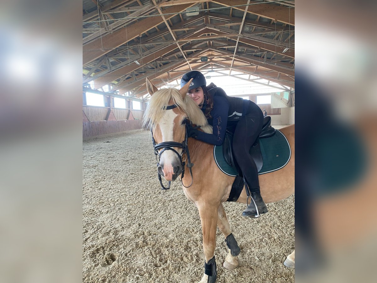 Haflinger Mestizo Caballo castrado 13 años 150 cm Alazán in Graz