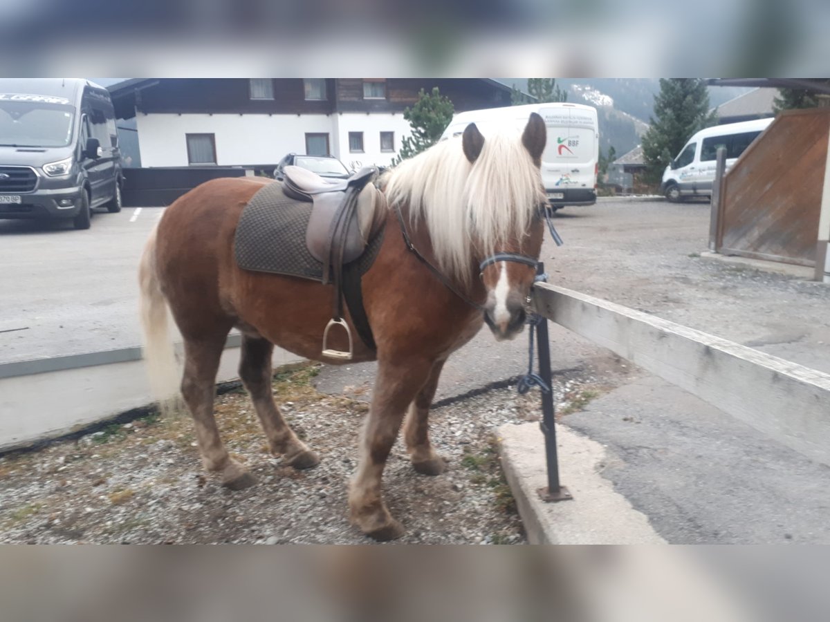 Haflinger Caballo castrado 13 años 152 cm Alazán-tostado in Obertilliach